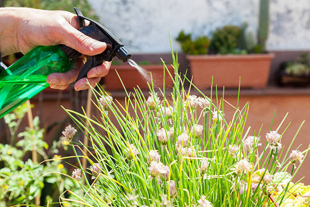 regar as plantas - chive blossom imagens e fotografias de stock