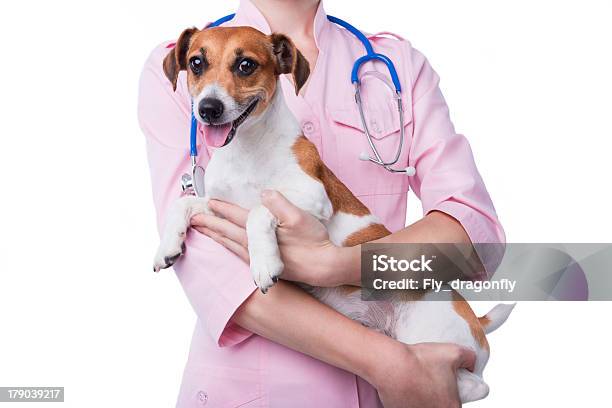 Veterinário Com Cão - Fotografias de stock e mais imagens de Clínica Veterinária - Clínica Veterinária, Cão, Examinar