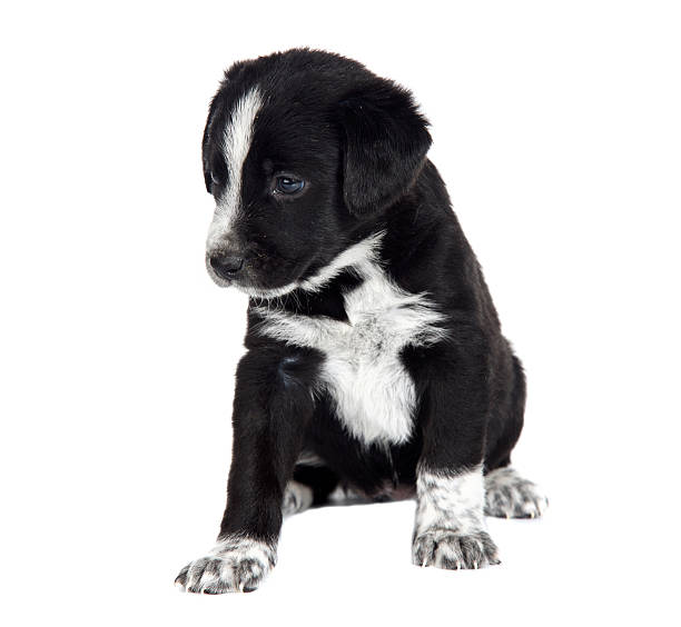 istock Seated puppy dog 179039218