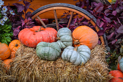 Seasonal outdoor decorations for autumn and halloween, pumpkins and gourds arranged on a bale of straw.