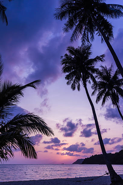 istock Silhouetted of coconut tree 179040345