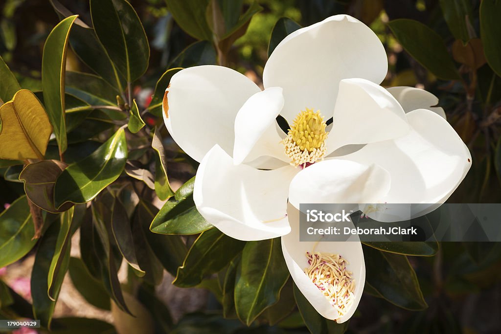 Un fiore di Magnolia bianca con grande Polline - Foto stock royalty-free di Bianco