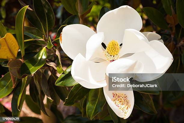 Un Fiore Di Magnolia Bianca Con Grande Polline - Fotografie stock e altre immagini di Bianco - Bianco, Bocciolo, Close-up