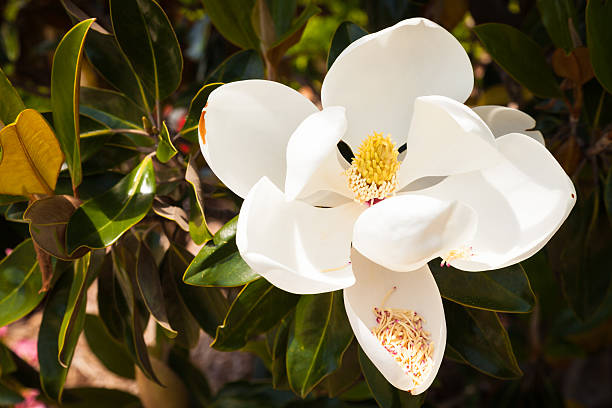 istock One Large White Magnolia Bloom with Pollen 179040429