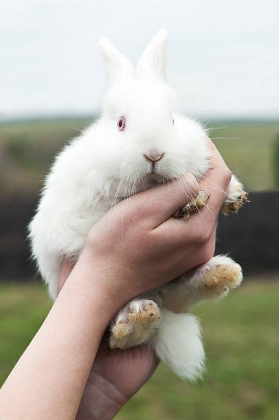 istock woman hold white rabbit on farm 179040528