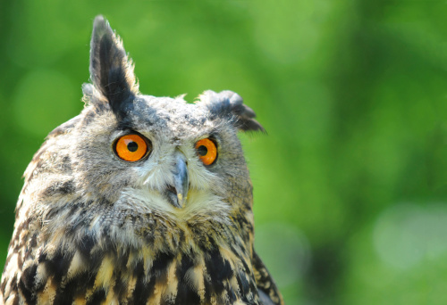 funny Eurasian Eagle Owl with copy space