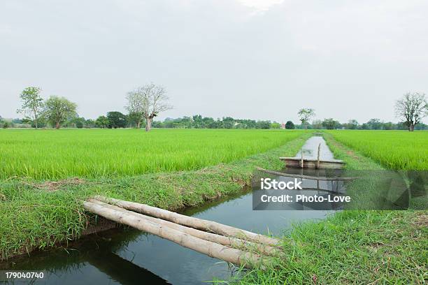 Campos De Arroz De Pentecostes Um Ribeiro - Fotografias de stock e mais imagens de Agricultura - Agricultura, Ao Ar Livre, Arroz - Alimento Básico