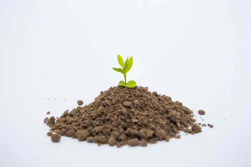 Growing a  plant in soil isolated on white background