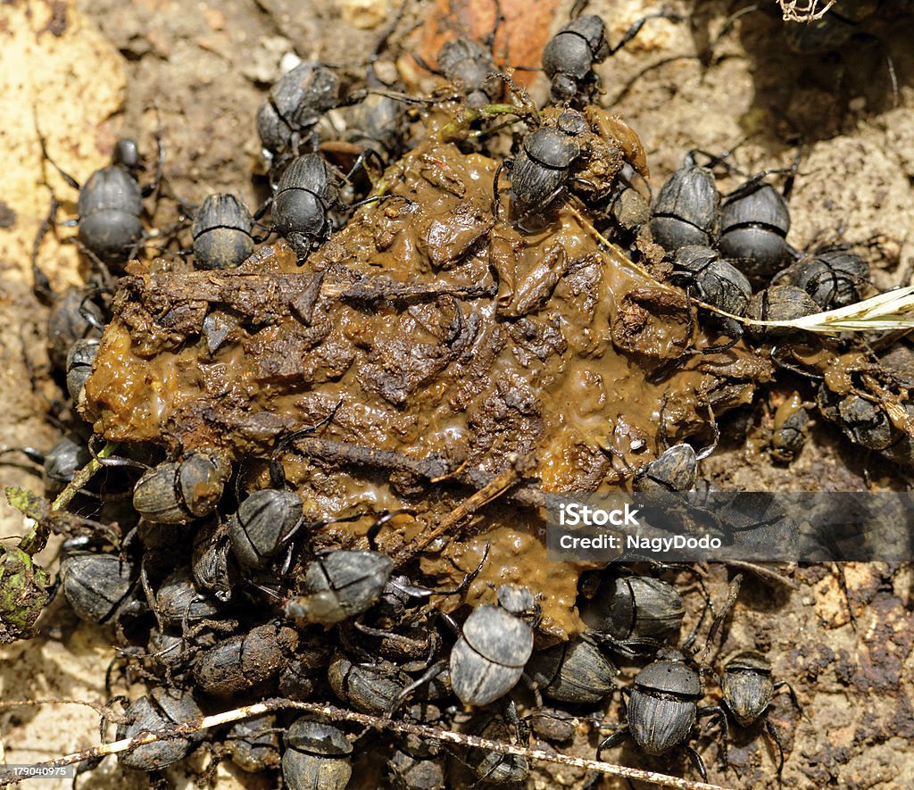 Dung Beetles In The Excreta Stock Photo - Download Image Now - Animal,  Animal Dung, Animal Wildlife - iStock