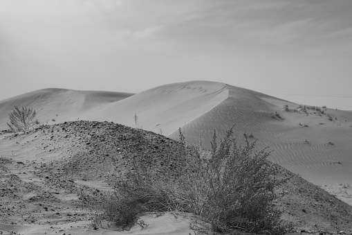 The sand hills in Ba Dan Ji Lin desert of Inner Mongolia, China. The small tree at the foreground, black and white