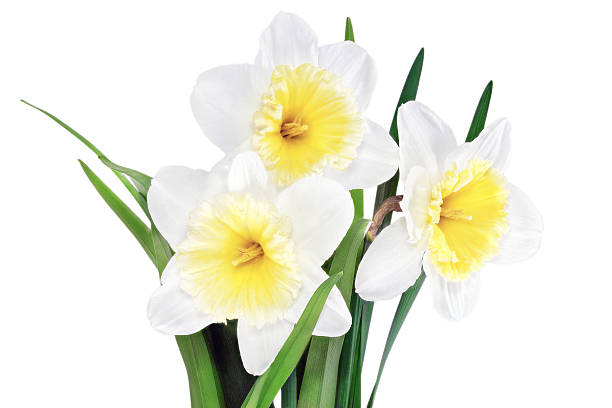 istock Beautiful spring  three flowers : yellow-white narcissus (Daffod 179041281