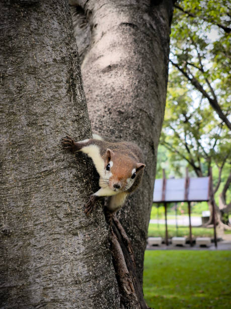 istock The squirrel is on the tree in the park. 1790413869