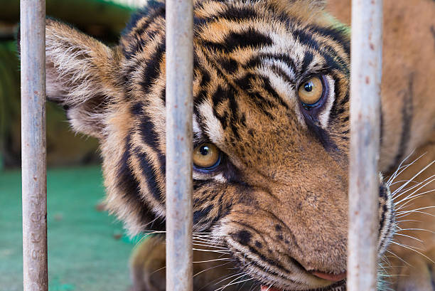 istock wild bengal tiger captured behind bars 179041638