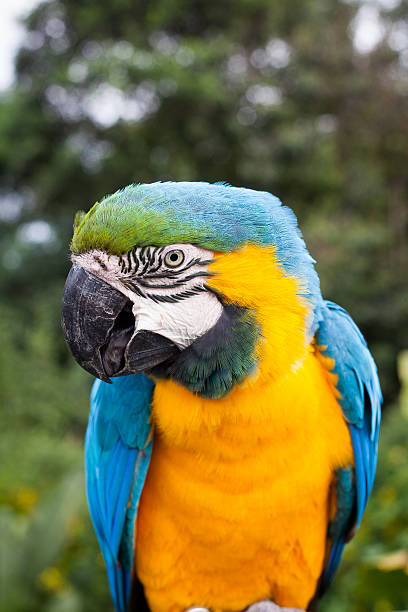 Brave Blue and Gold Macaw Close up of a brave blue and gold Macaw ara arauna stock pictures, royalty-free photos & images