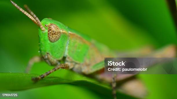 접사를 브라질리안 애송이 경관에 대한 스톡 사진 및 기타 이미지 - 경관, 귀뚜라미-곤충, 날기