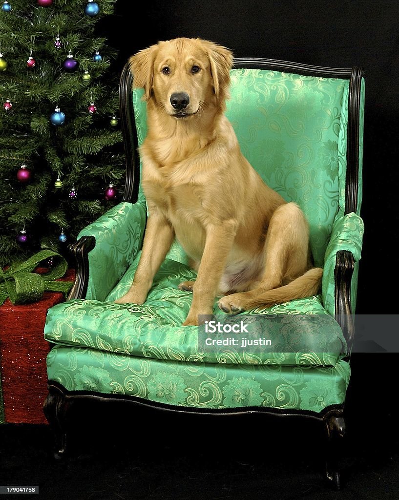 Golden Retriever Weihnachten 2 - Lizenzfrei Fotografie Stock-Foto