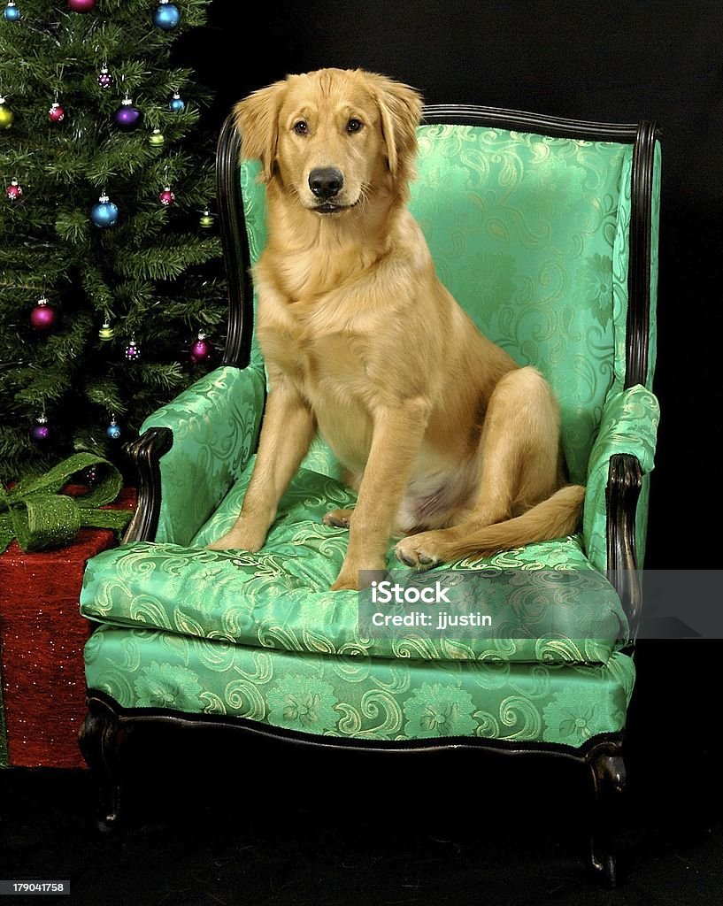 Golden Retriever Noël 2 - Photo de Animaux de compagnie libre de droits