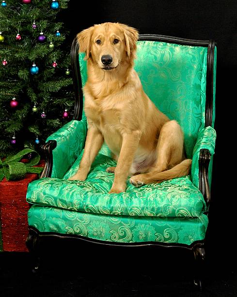 istock Golden Retriever Christmas 2 179041758