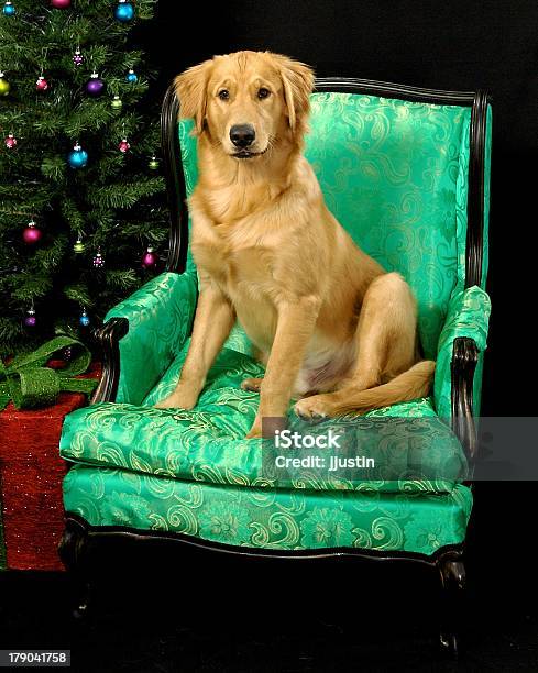 Golden Retriever Natal 2 - Fotografias de stock e mais imagens de Animal de Estimação - Animal de Estimação, Cão, Fotografia - Imagem