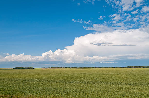 istock Vast Rye (Secale cereale) field before grove against blue background 179042100