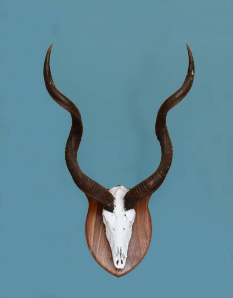 istock Kudu antlers hanging on a pale blue wall 1790421791