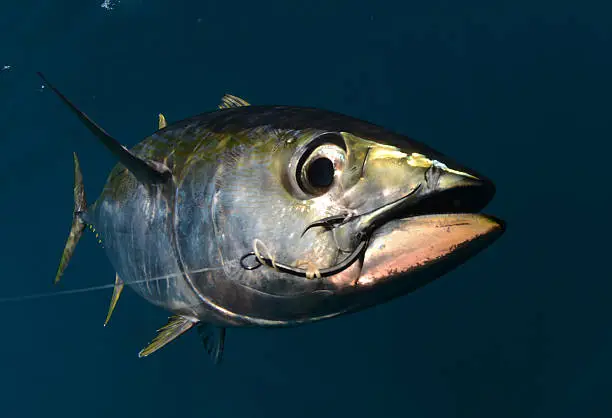 Photo of yellowfin tuna with hook in its mouth