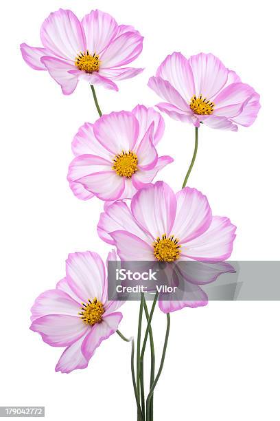 Foto de Cosmos Spp e mais fotos de stock de Anual - Característica da planta - Anual - Característica da planta, Beleza, Cabeça da flor