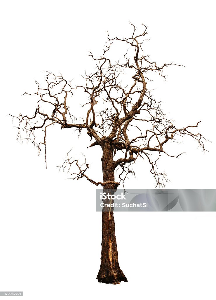 Árvore velha e morta isolado em fundo branco - Royalty-free Abstrato Foto de stock