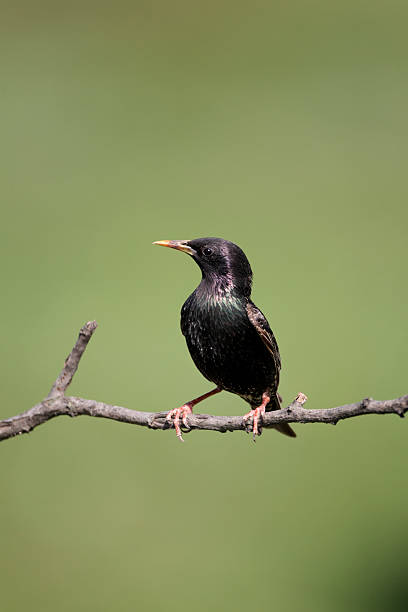 istock Starling, Sturnus vulgaris 179042928