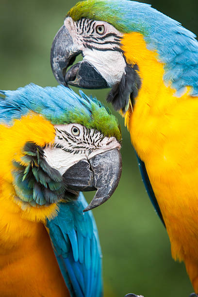 Two colourful Macaw's grooming Two colourful Macaw's grooming ara arauna stock pictures, royalty-free photos & images