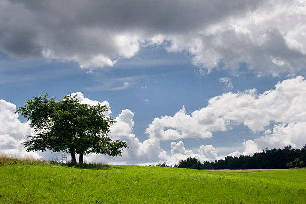 thunderclouds na drzewo - sommergewitter zdjęcia i obrazy z banku zdjęć