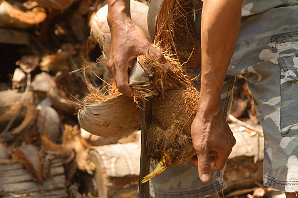 istock man peeling a coconut,thai stye traditional 179043517