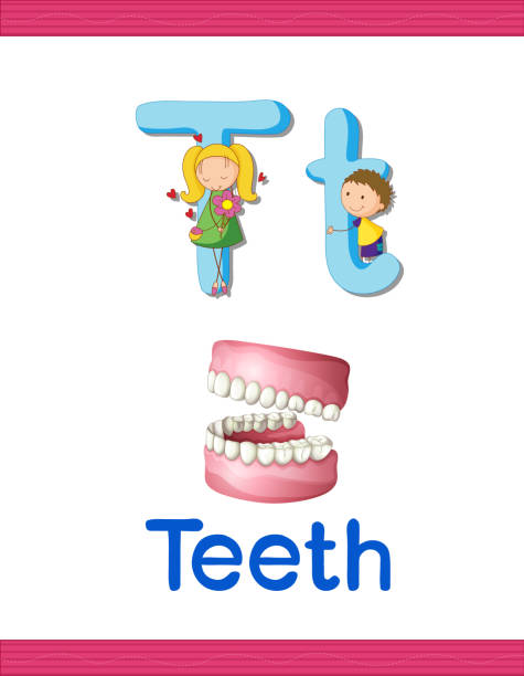 Learn alphabet worksheet Alphabet letter and object human teeth education learning letter t stock illustrations