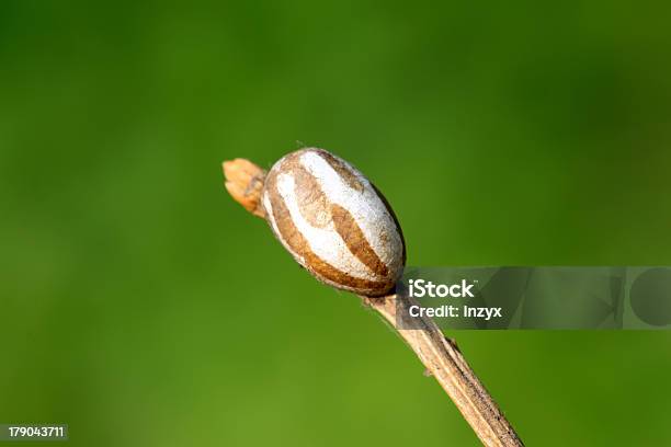 Insecto De Huevos Foto de stock y más banco de imágenes de Agricultura - Agricultura, Aire libre, Animal