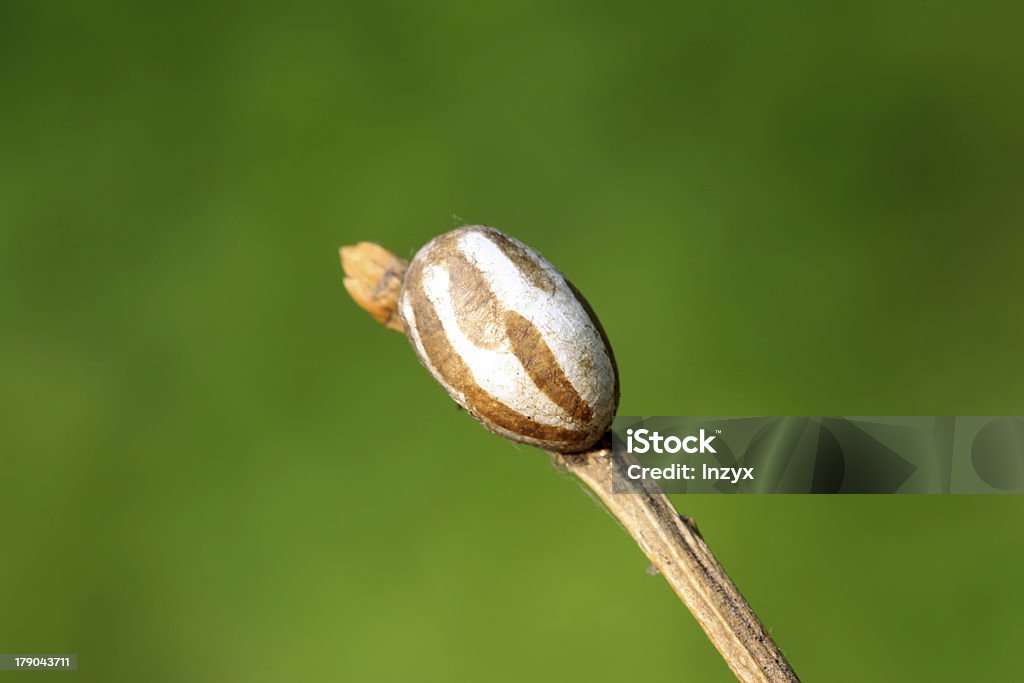 Insetto uova - Foto stock royalty-free di Agricoltura