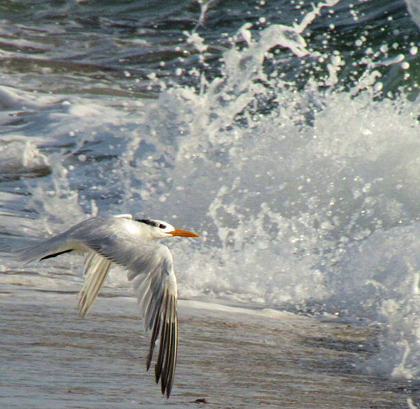 Seagull in flight stock photo