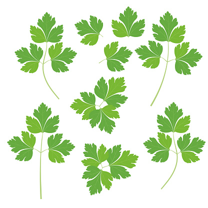 Vector young green parsley. Flat design.