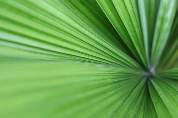Natural green leaf effect stock photo