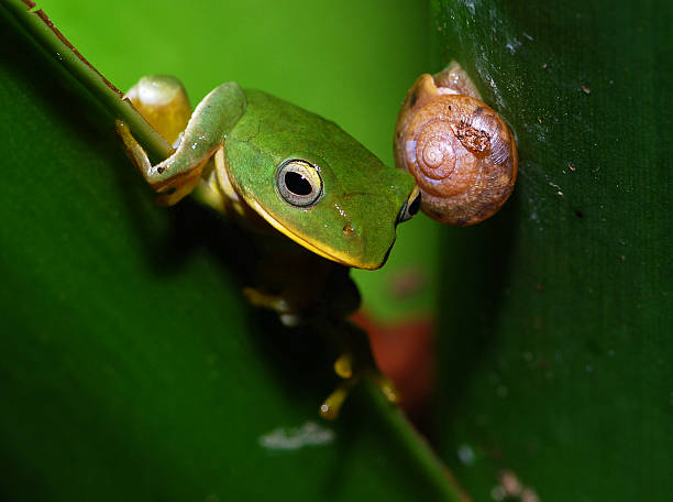 Taipei Green Tree Frog stock photo
