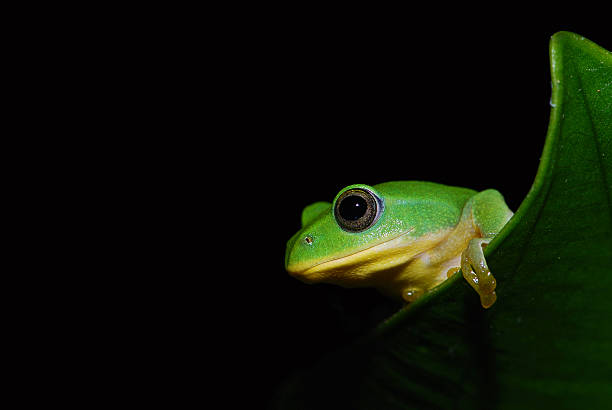 台北グリーンツリーフロッグ - green treefrog frog common frog tree frog ストックフォトと画像