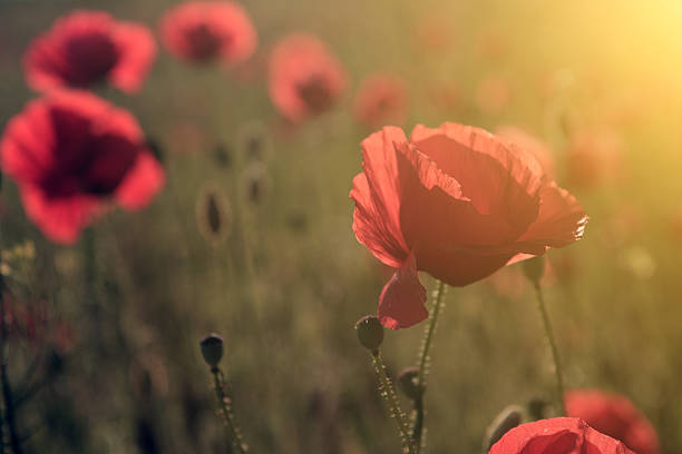 istock Poppy flowers in sunset 179044161