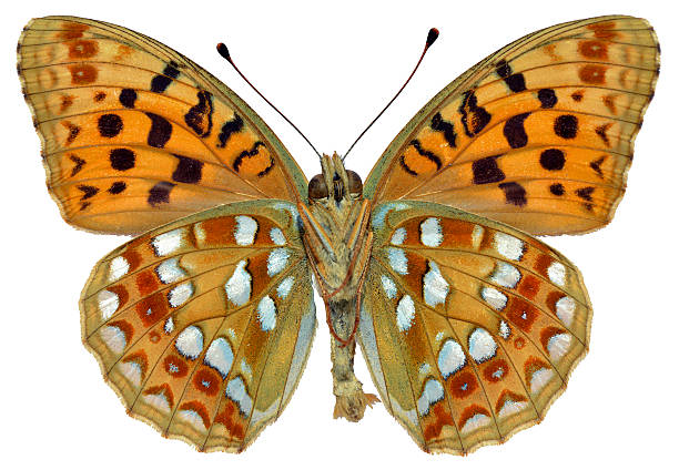 istock Isolated High Brown Fritillary butterfly 179044280