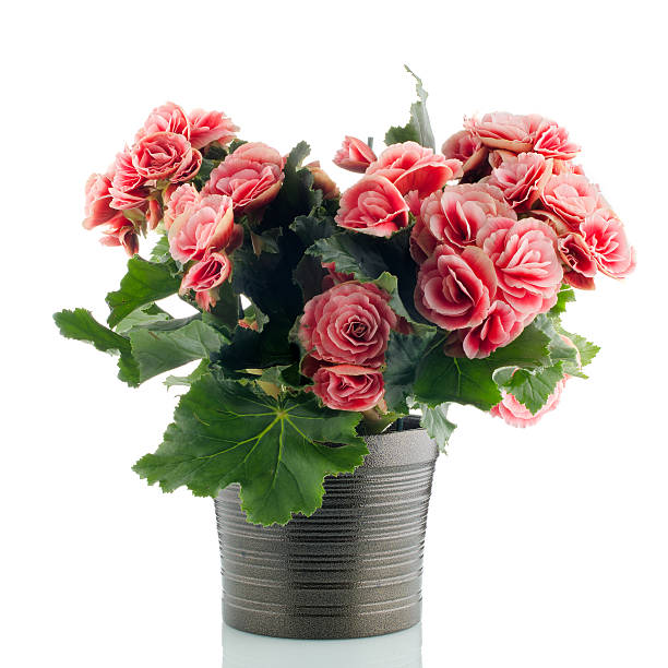 Pink begonia plant in a dark flowerpot on white background.