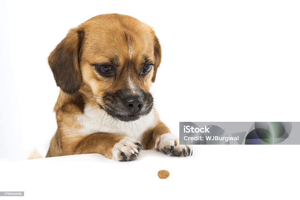 Mignon chien regarde biscuit - Photo de Croquette pour chien libre de droits