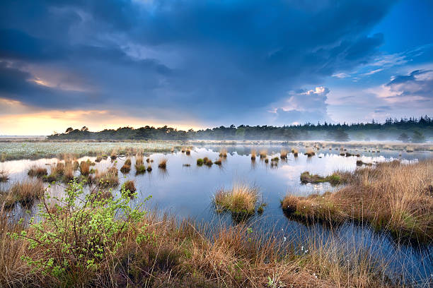 istock blue stormy sky over swamp with cotton-grass 179044982