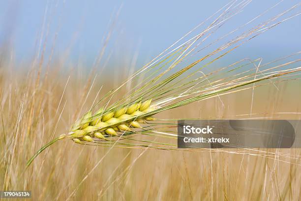 Trigo Straw En Un Día De Verano En El Campo Foto de stock y más banco de imágenes de Agricultura - Agricultura, Aire libre, Alimento