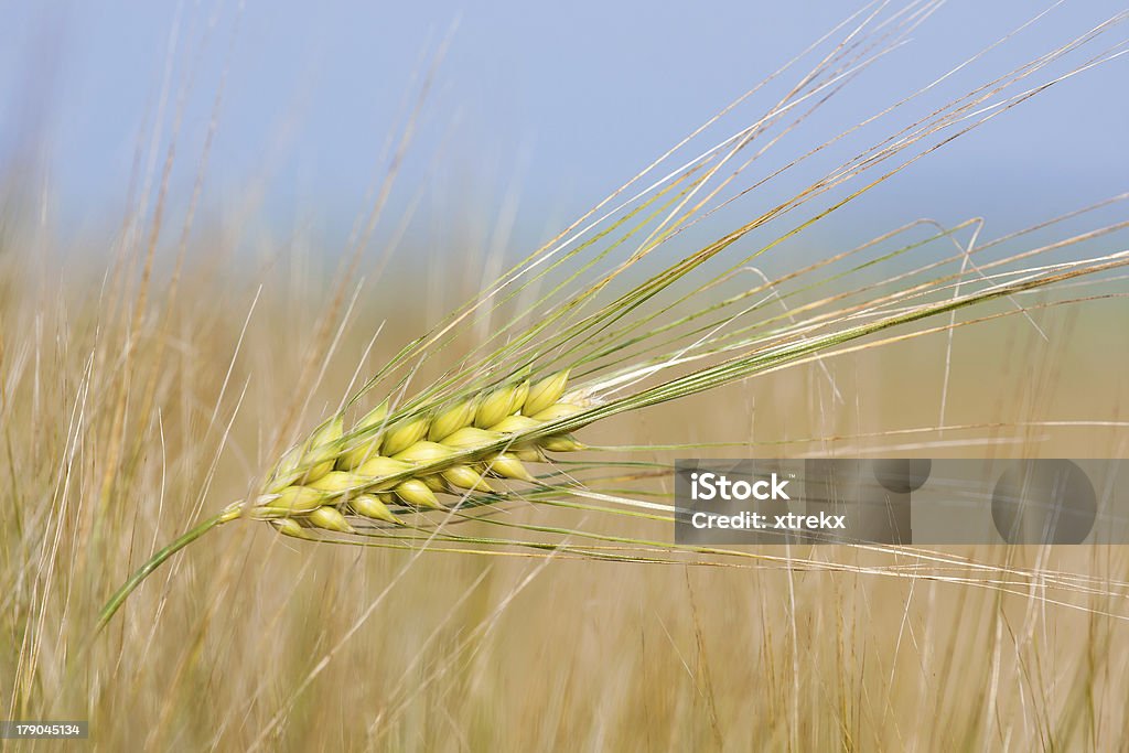 Trigo palha em um dia de verão no campo - Foto de stock de Agricultura royalty-free