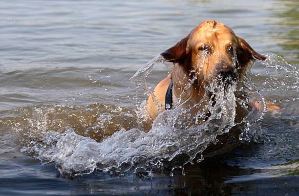 istock auftauchender Golden Retriever 179045209