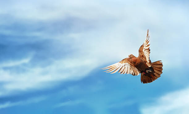 gołębie flying blue sky wolności w tle - pigeon young bird zoo air zdjęcia i obrazy z banku zdjęć