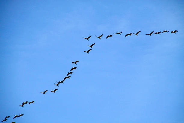 gru stagionali - vogelzug foto e immagini stock